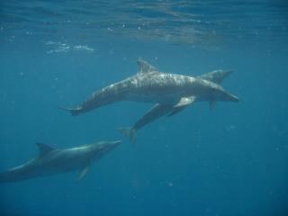 dolphins_0